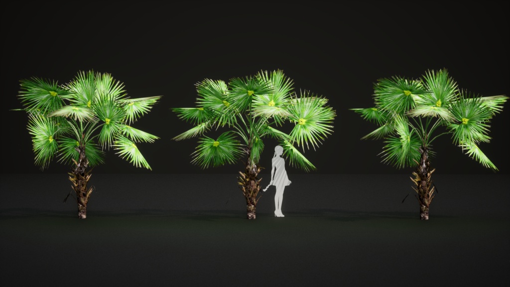 6 ハワイの希少なヤシ プリチャルディア・ミノール 3Dモデル