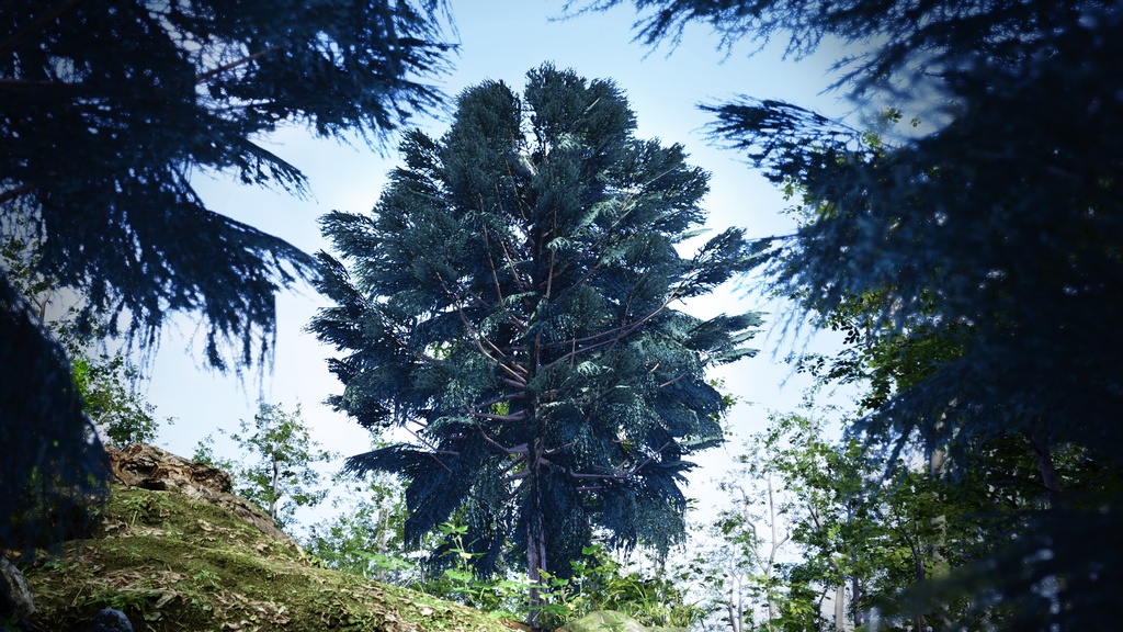 カナリア諸島の遺産 ジュニペルス・セドラス 3Dモデル