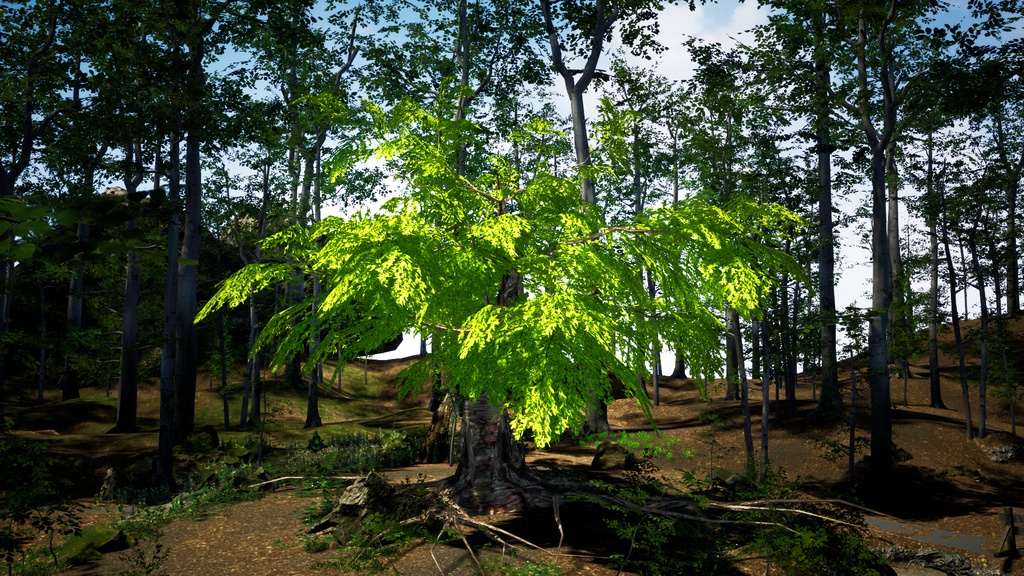 生きた化石 メタセコイア(曙杉) 3Dモデル