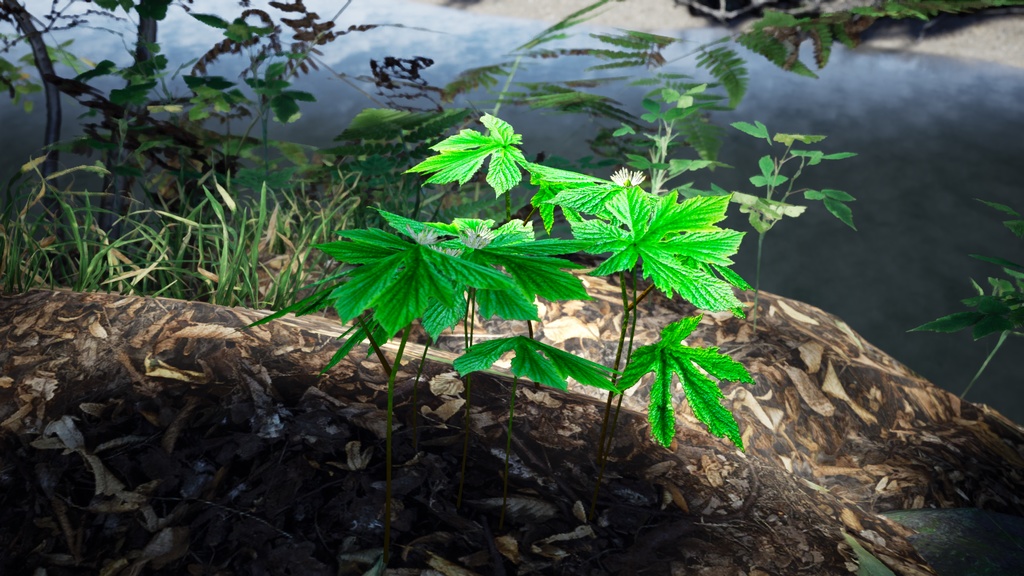 希少な薬草 ゴールデンシール 3Dモデル