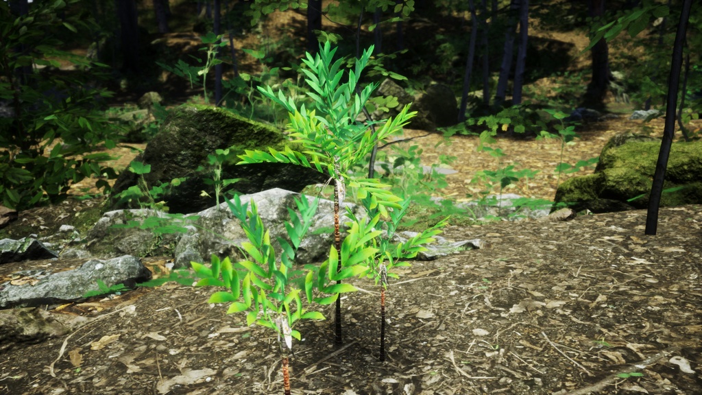 小さな奇跡 ディプシス・ボンサイ 3Dモデル