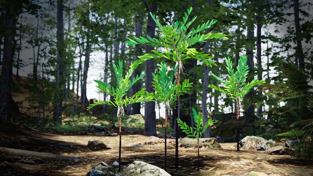 小さな奇跡 ディプシス・ボンサイ 3Dモデル