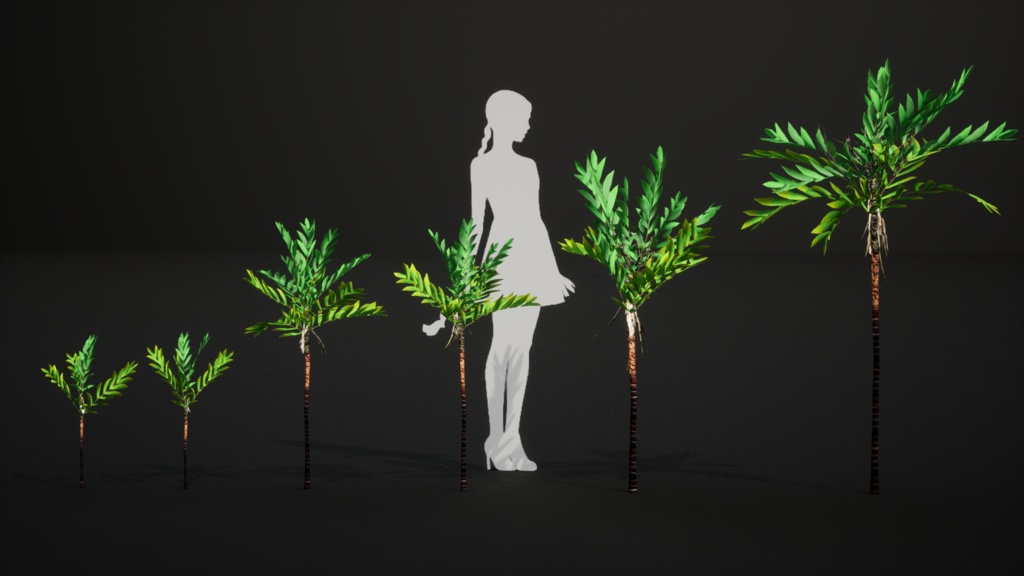 小さな奇跡 ディプシス・ボンサイ 3Dモデル