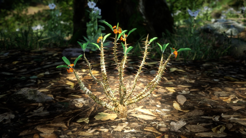 希少な多肉植物 ユーフォルビア・ホフシュタッテリ 3Dモデル