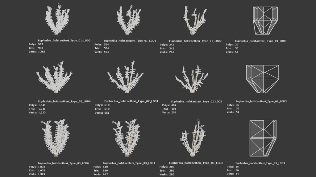 希少な多肉植物 ユーフォルビア・ホフシュタッテリ 3Dモデル