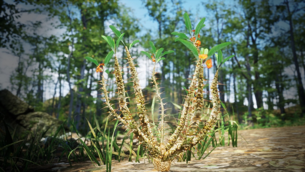 希少な多肉植物 ユーフォルビア・ホフシュタッテリ 3Dモデル