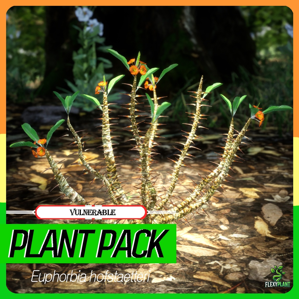希少な多肉植物 ユーフォルビア・ホフシュタッテリ 3Dモデル