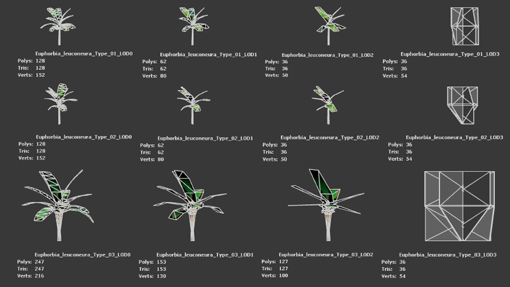 白脈の美 ユーフォルビア・レウコニュラ 3Dモデル