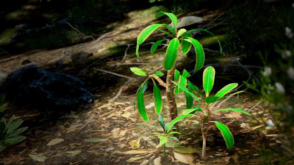 白脈の美 ユーフォルビア・レウコニュラ 3Dモデル