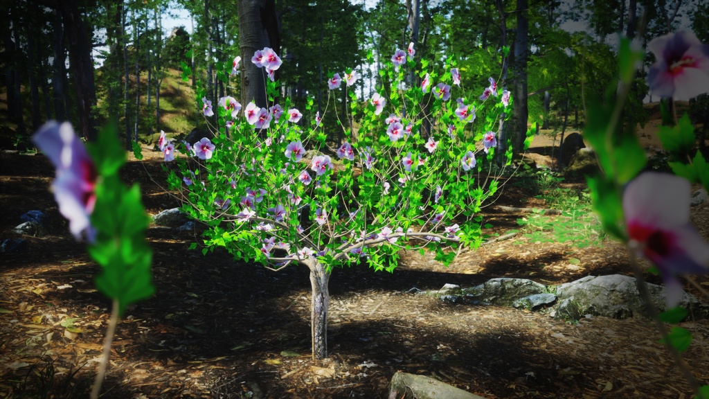 韓国ムグンファ 02(無窮花) 3Dパック