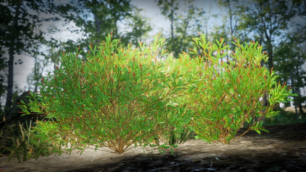 希少な黄金の花 ヒベルティア・エマルギナタ 3Dモデル