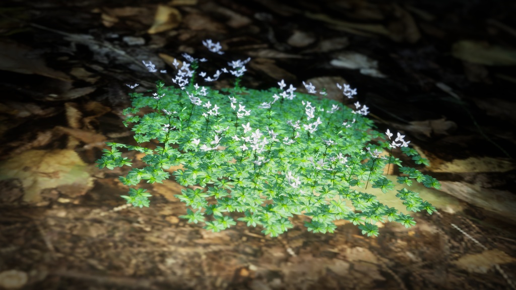 トルコの希少植物 ガリウム・ペスタロッツァエ 3Dモデル