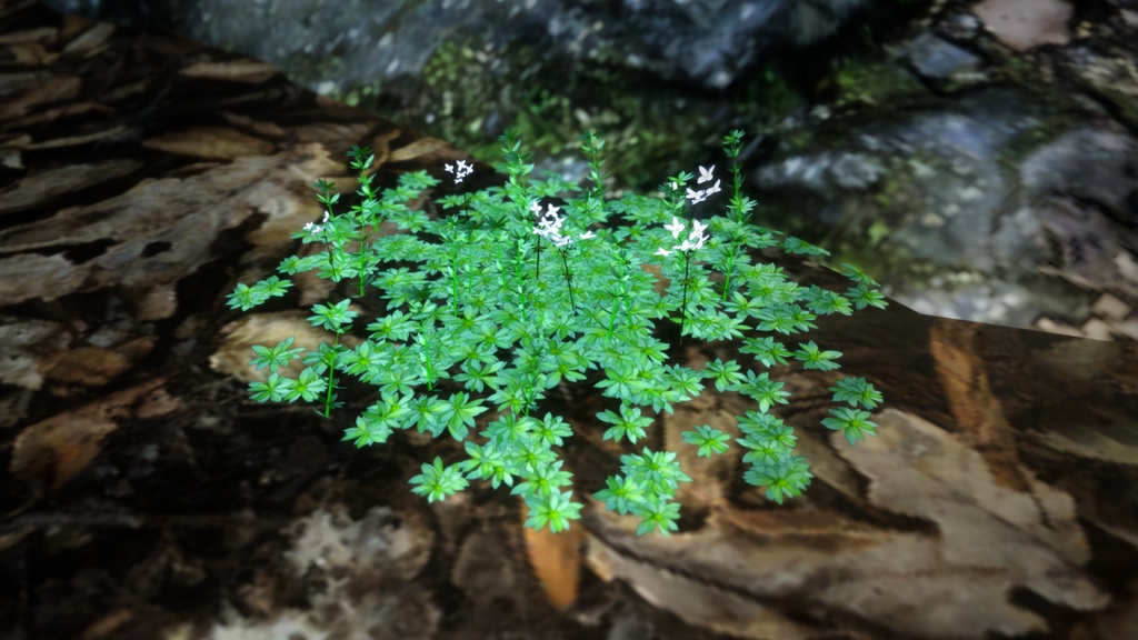 トルコの希少植物 ガリウム・ペスタロッツァエ 3Dモデル