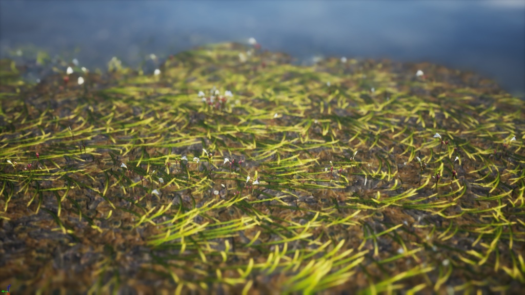 水中の捕虫植物 ウトリクラリア・テトラロバ 3Dモデル
