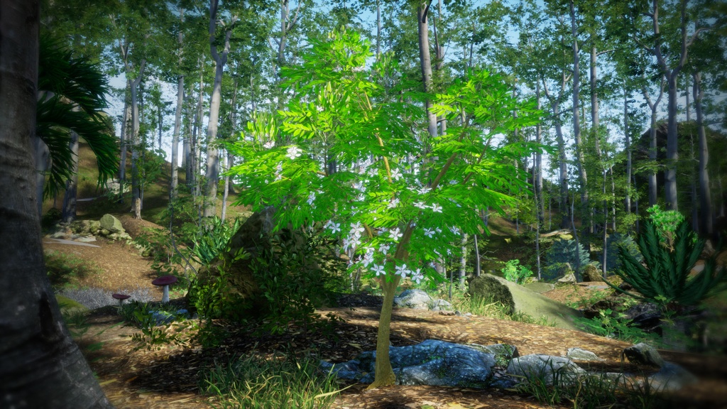 希少な熱帯樹 テスマニア・バイキアイオイデス 3Dモデル