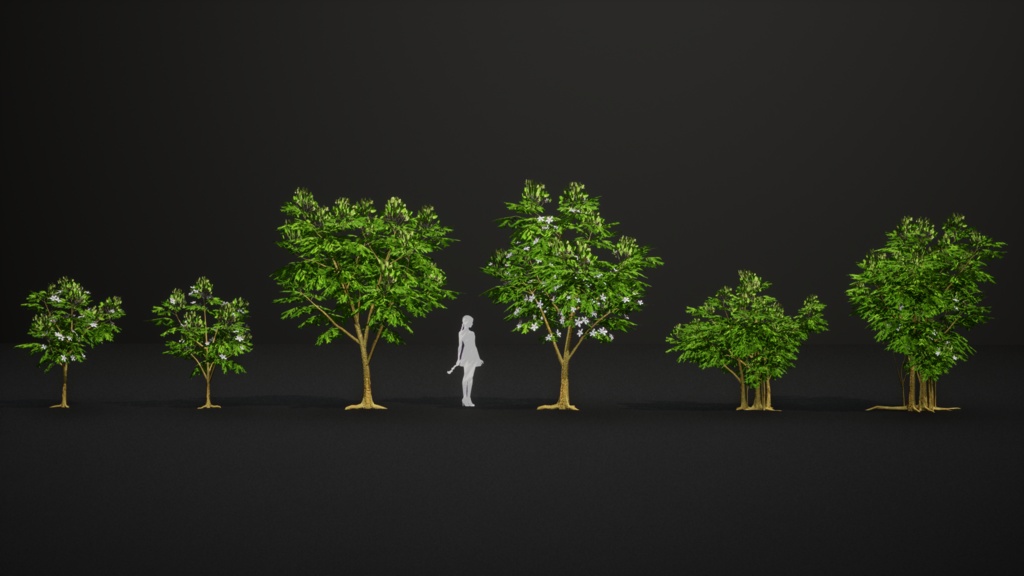 希少な熱帯樹 テスマニア・バイキアイオイデス 3Dモデル