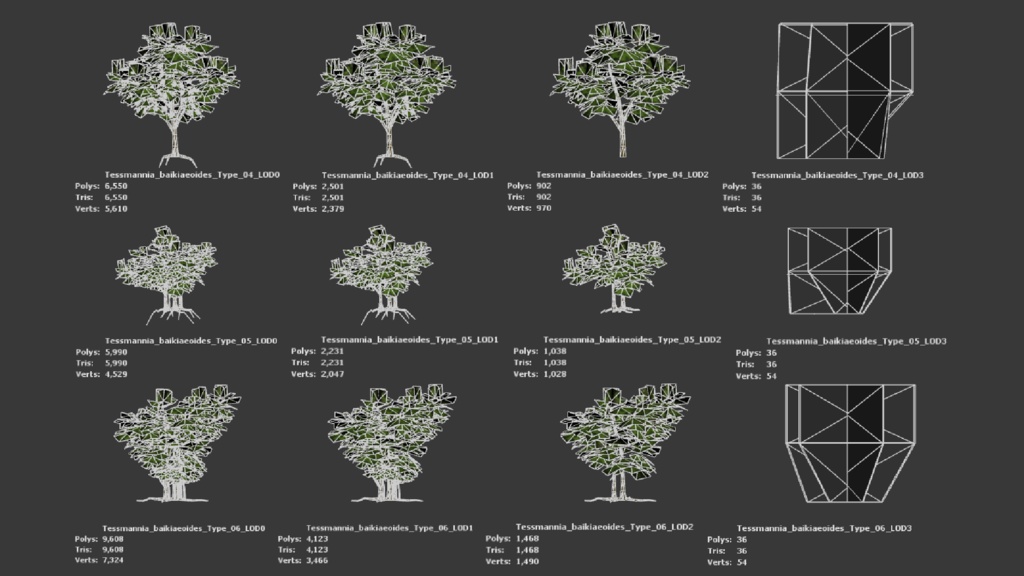 希少な熱帯樹 テスマニア・バイキアイオイデス 3Dモデル