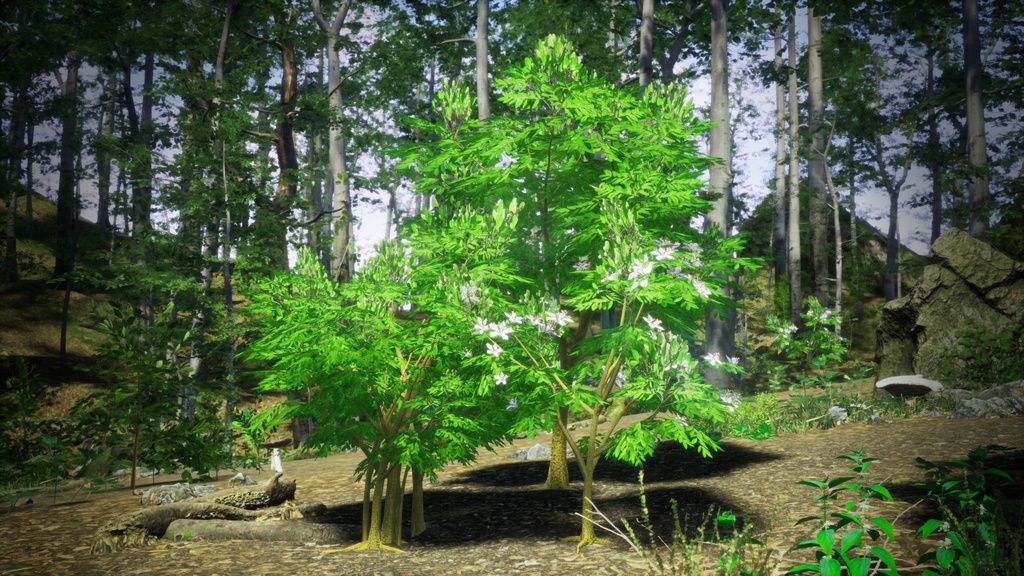 希少な熱帯樹 テスマニア・バイキアイオイデス 3Dモデル