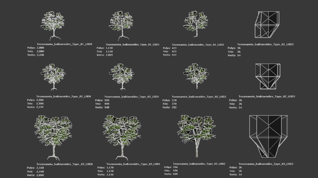 希少な熱帯樹 テスマニア・バイキアイオイデス 3Dモデル