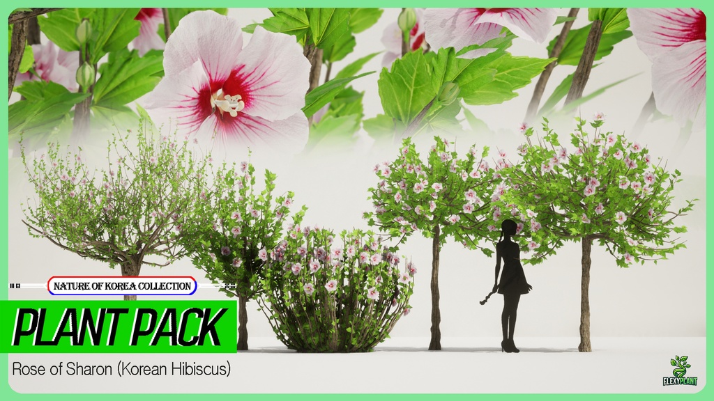 MEGA PLANT PACK - 10韓国ストリートプラントパック