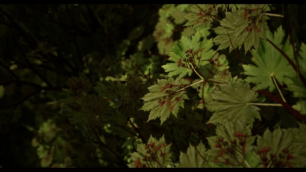 MEGA PLANT PACK - 10韓国ストリートプラントパック