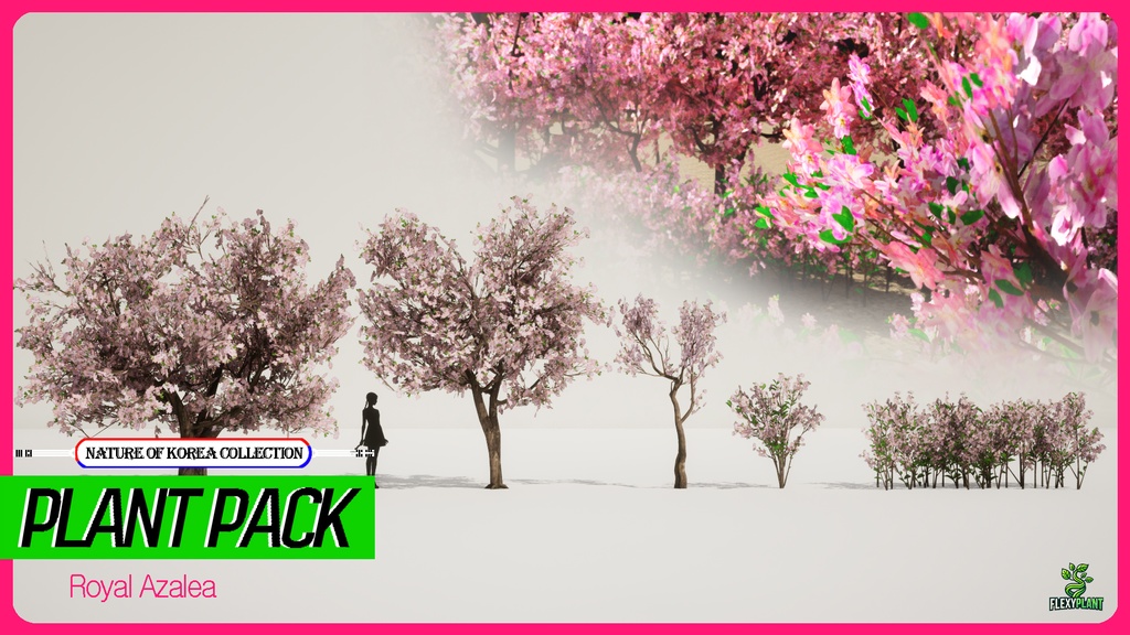 MEGA PLANT PACK - 10韓国ストリートプラントパック