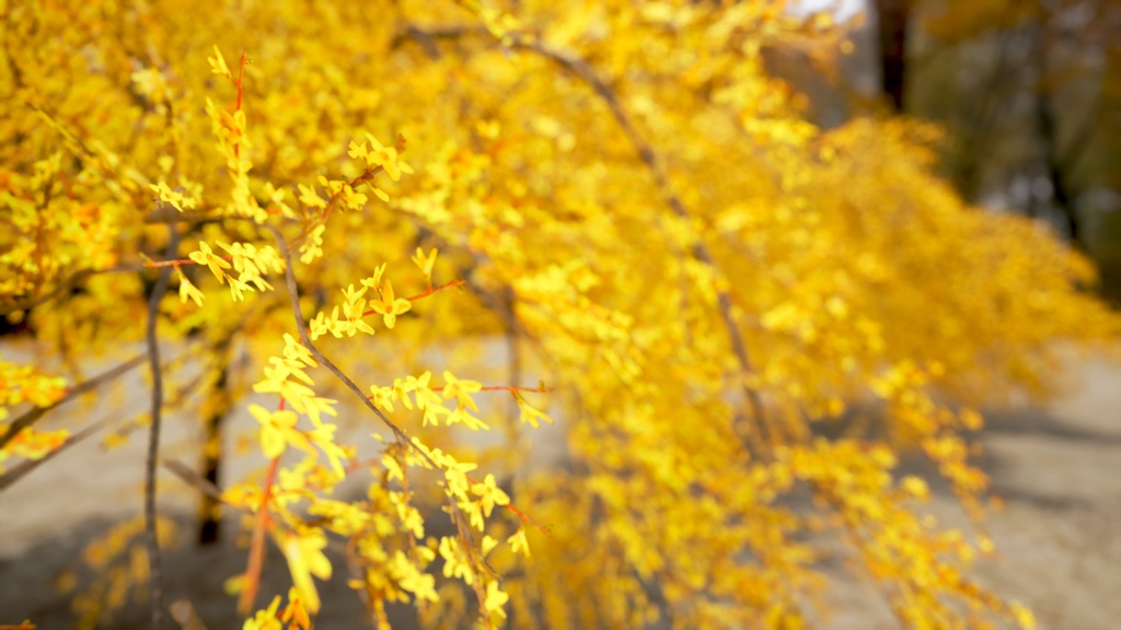 MEGA PLANT PACK - 10韓国ストリートプラントパック