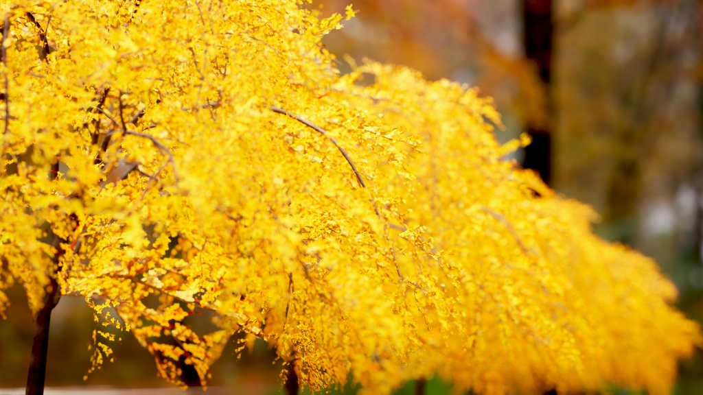 MEGA PLANT PACK - 10韓国ストリートプラントパック