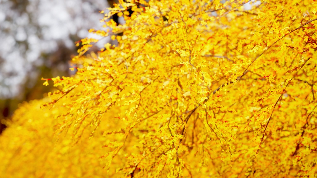 MEGA PLANT PACK - 10韓国ストリートプラントパック