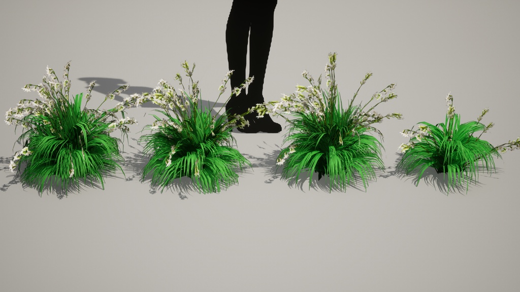 MEGA PLANT PACK - 韓国固有種10種01パック