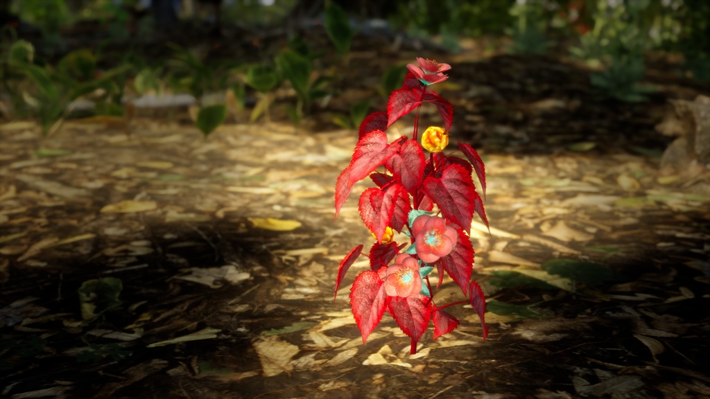 マゼンタ・ポインセチア・フラワー 3Dモデル