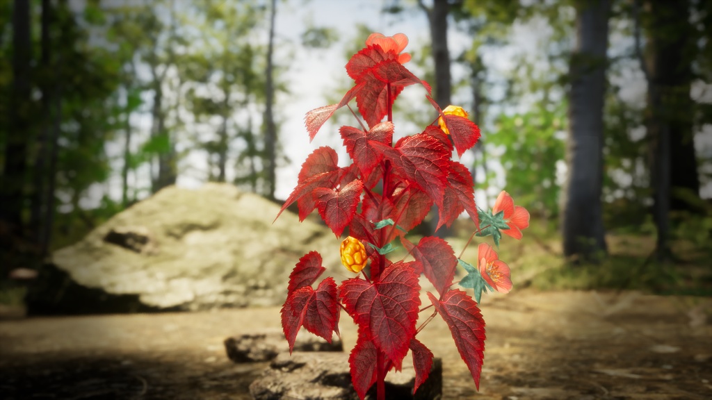 マゼンタ・ポインセチア・フラワー 3Dモデル