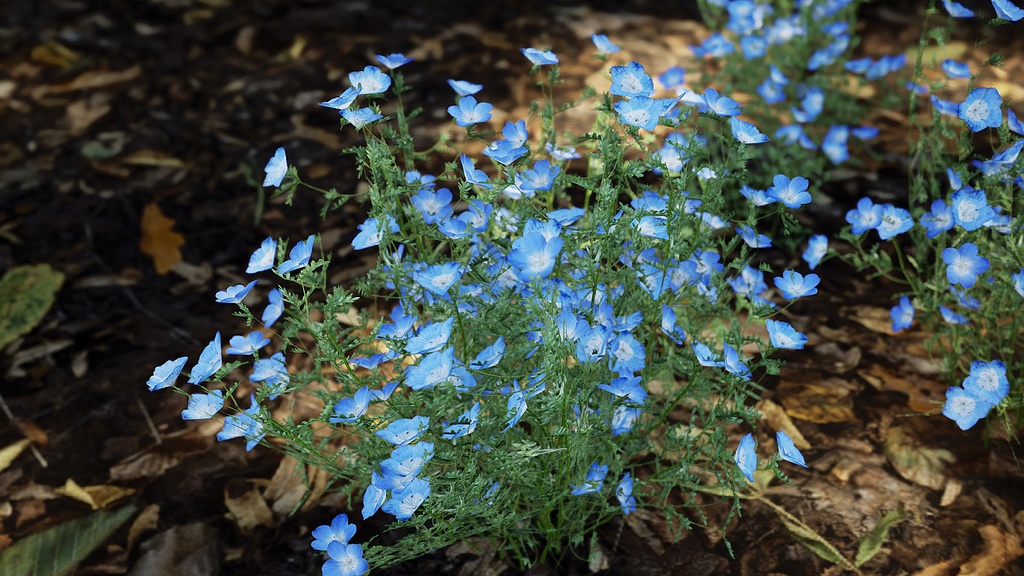 Street garden in Japanシリーズ, 4 ネモフィラ