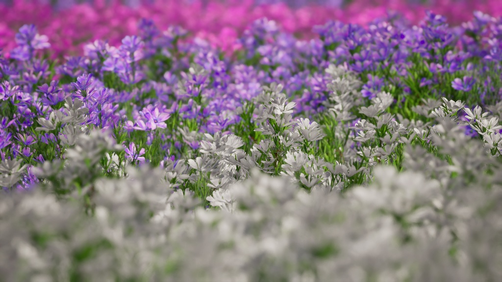 Street garden in Japanシリーズ, 4 シバザクラ