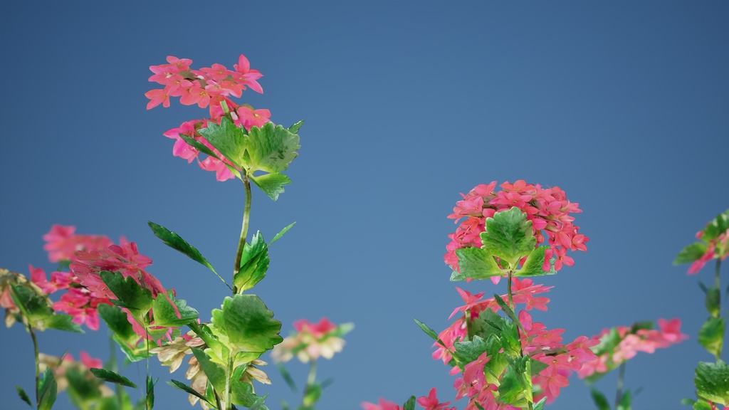 Street garden in Japanシリーズ, 4 カランコエ