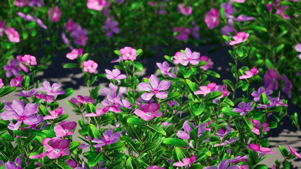 Street garden in Japanシリーズ, 4 日々草