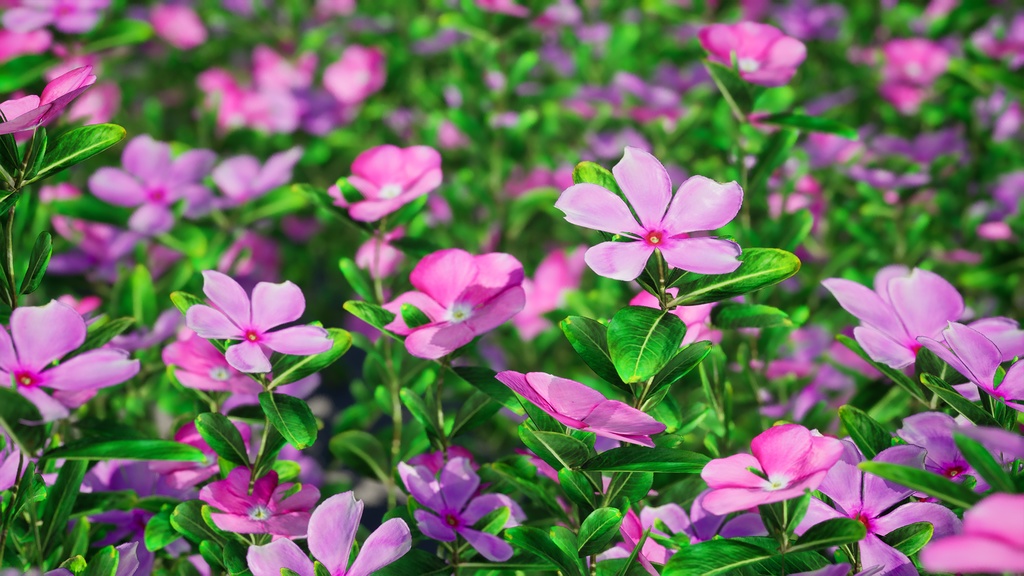 Street garden in Japanシリーズ, 4 日々草