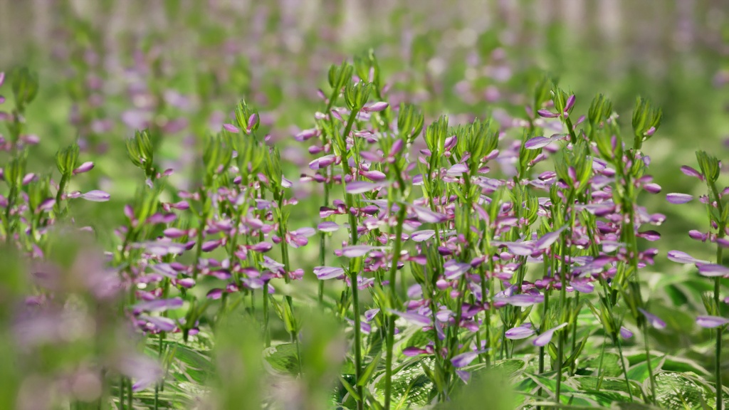 Street garden in Japanシリーズ, 4 ギボウシ