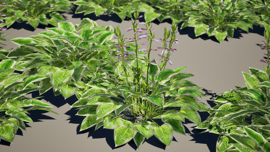 Street garden in Japanシリーズ, 4 ギボウシ