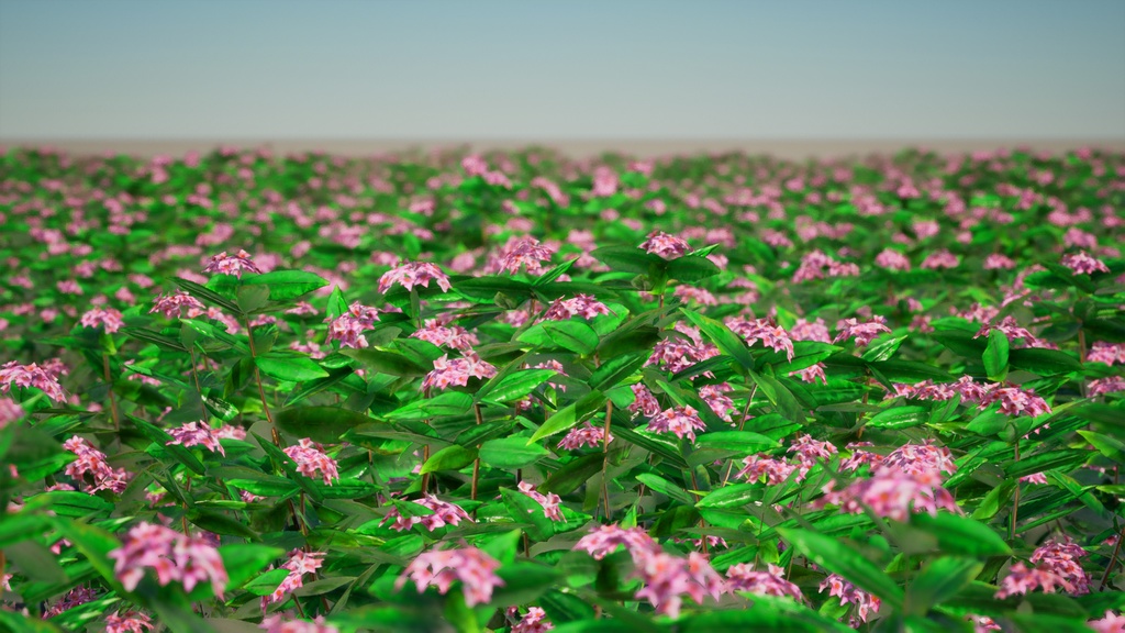 Street garden in Japanシリーズ, 4 ジンチョウゲ,パフュームプリンセス