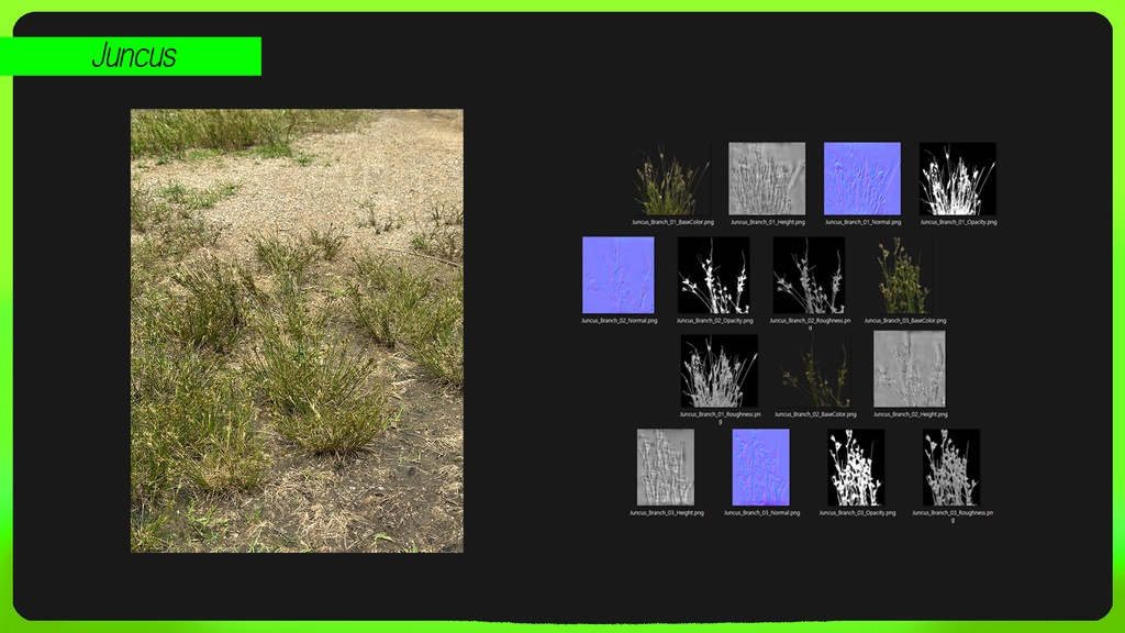 PLANT IMAGE PACK 01 - 5 日本の街角植物