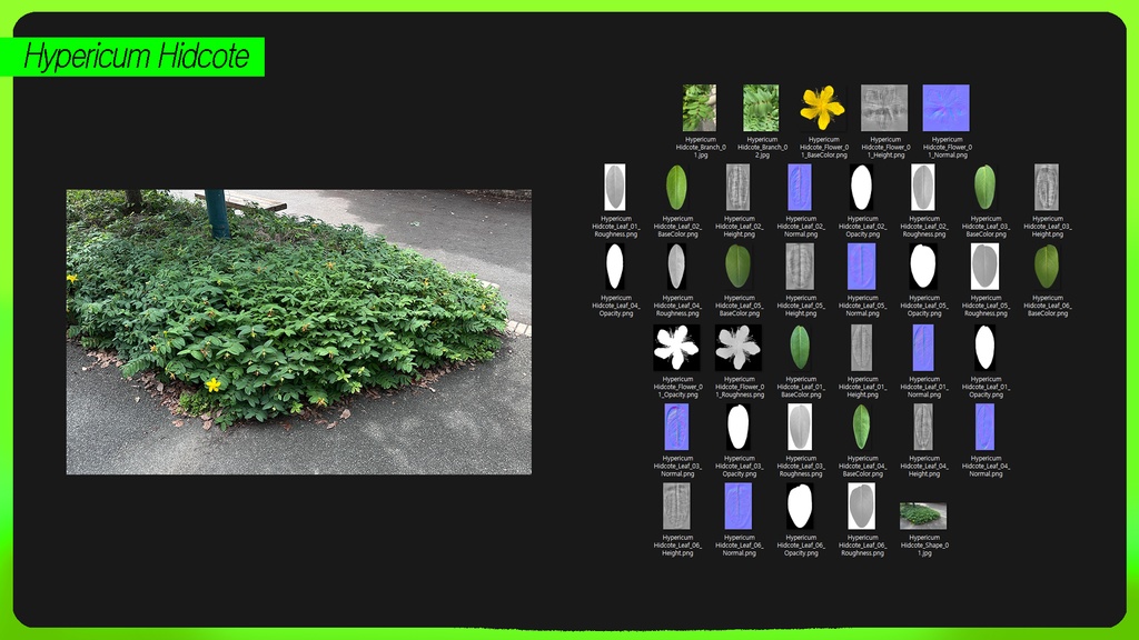 PLANT IMAGE PACK 01 - 5 日本の街角植物