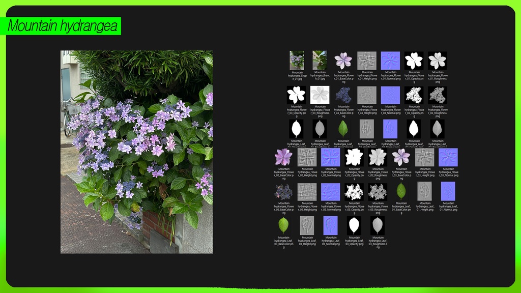 PLANT IMAGE PACK 01 - 5 日本の街角植物