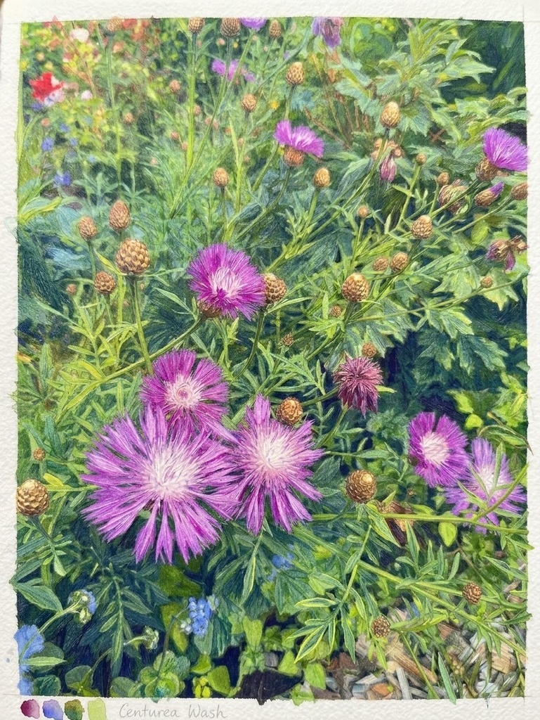 初夏のお花