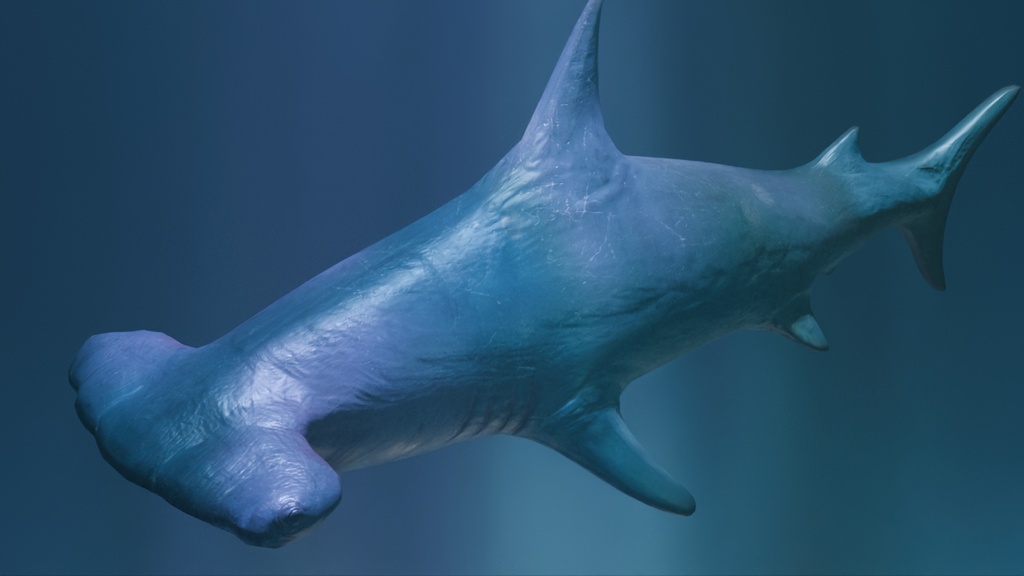 3Dハンマーヘッドシャーク