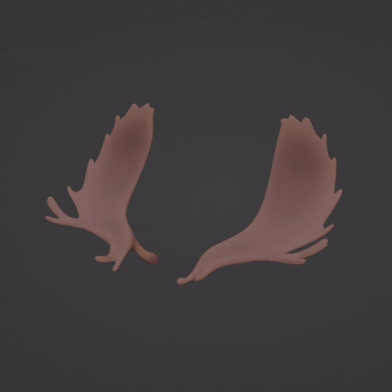 ヘラジカの角 Moose Antlers