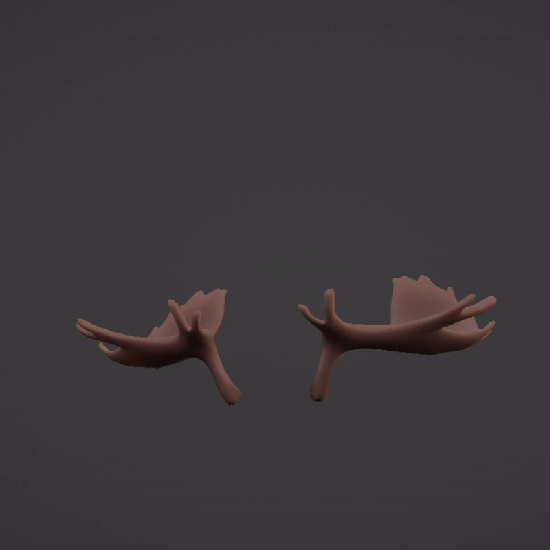 ヘラジカの角 Moose Antlers