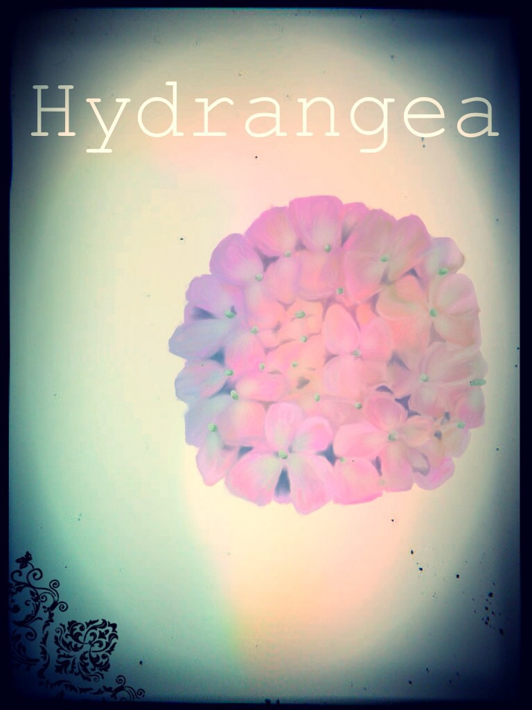 Hydrangea