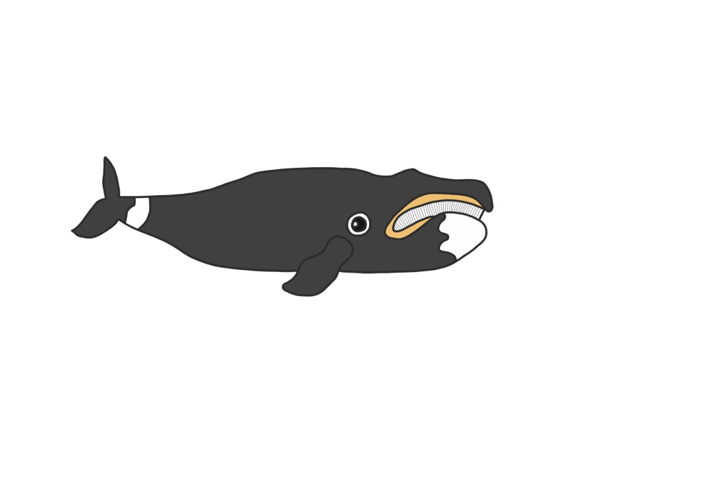 おうち時間を楽しもう 北極クジラ のアップリケ型紙 ダウンロード版 Makinatsu Booth