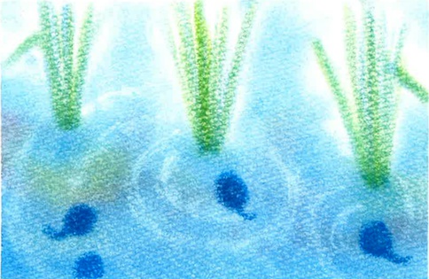 053おたまじゃくし★★★【黄/桃/青】